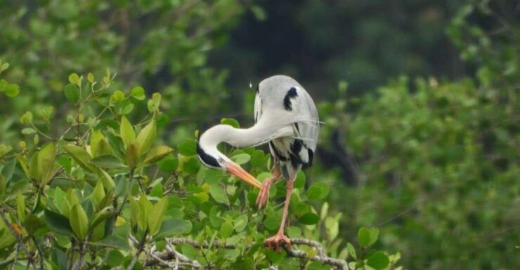 From Desaru: Lebam River Kayak Trip With Boat Cruise - Booking Information