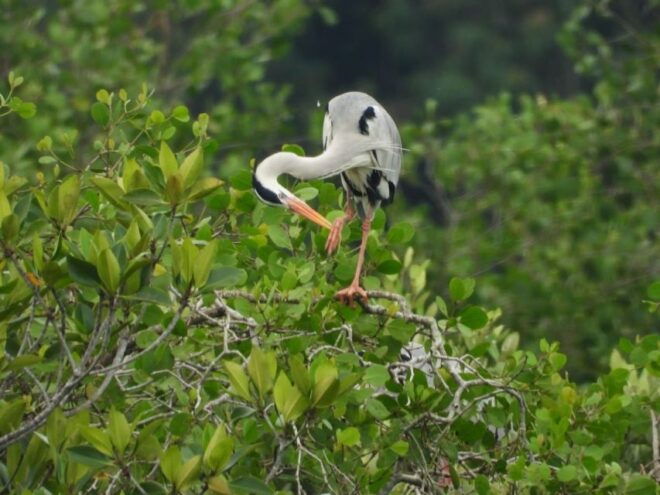 From Desaru: Lebam River Kayak Trip With Boat Cruise - Highlights of the Experience
