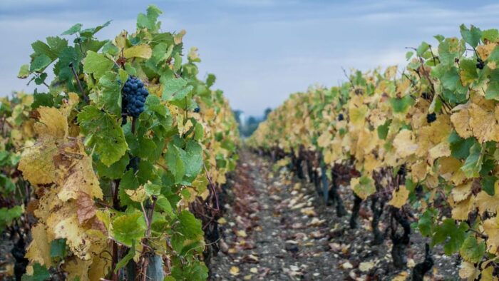 From Dijon: Burgundy Villages and Wine Tasting Tour - Frequently Asked Questions