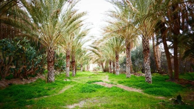 From Djerba: Full-Day Ksar Ghilane Sahara and Oasis Tour - Tour Rating