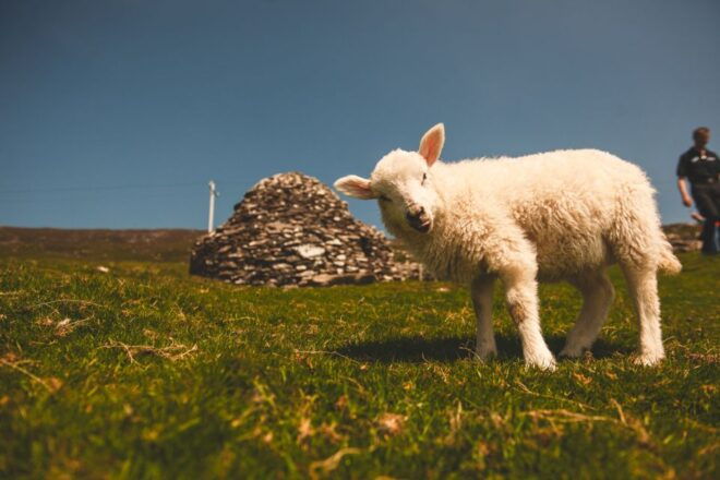 From Dublin: 3-Day Dingle, Killarney & the Wild Atlantic Way - Common Questions