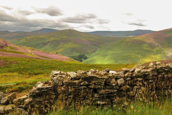 From Dublin: Wild Wicklow Mountains and Glendalough Tour - Customer Feedback and Requirements