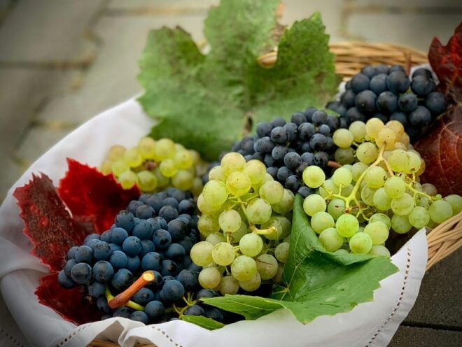 From Dubrovnik: Private Wine Tasting Trip, Pelješac - Cancellation and Refund Policy