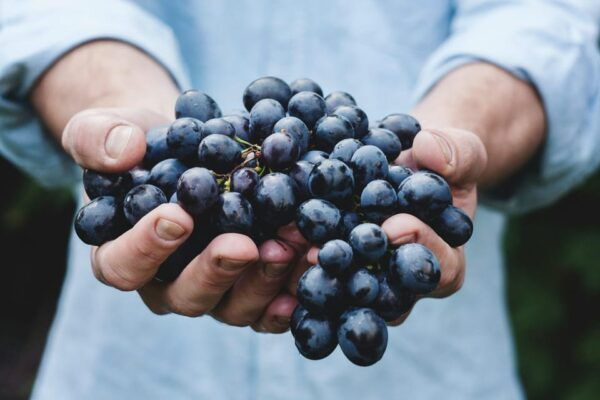 From Dubrovnik: Private Wine Tasting Trip, Pelješac - Winery Visits and Tastings