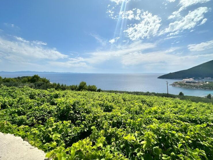 From Dubrovnik: Wine and Gastro Private Tour up to 8 Pax - Good To Know