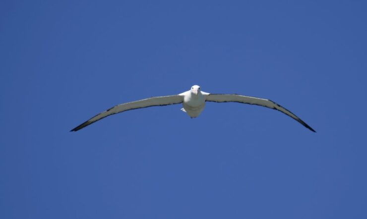 From Dunedin: Royal Albatross Centre & Otago Peninsula Tour - Activity Overview & Booking Details