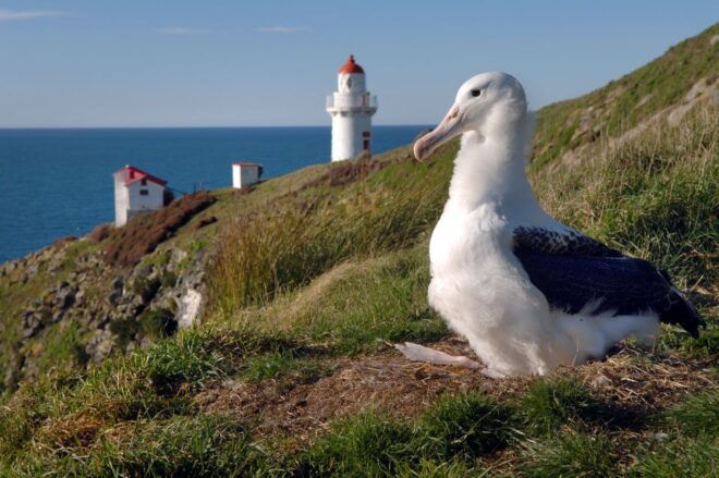 From Dunedin: Royal Albatross Centre & Otago Peninsula Tour - Customer Reviews