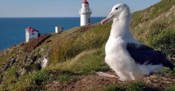 From Dunedin: Royal Albatross Centre & Otago Peninsula Tour - Directions and Meeting Points