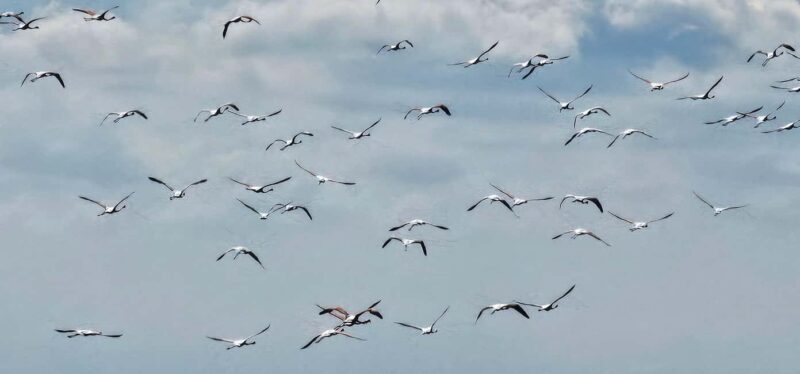 From Durrës: Divjakë-Karavasta National Park Day Trip - Who Is This Tour Best For?