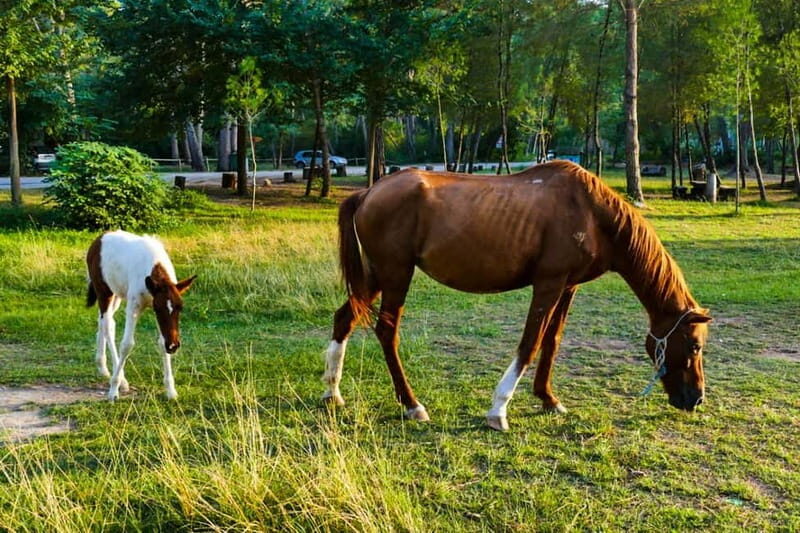 From Durres: Karavasta Lagoon Adventure Boat Tour & Wildlife - Who Should Consider This Tour