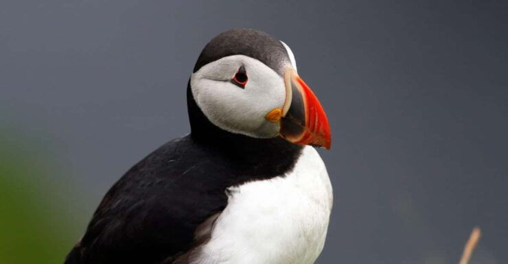From Edinburgh: 4-Day Mull, Iona, Staffa & Puffin Isles Tour - Good To Know