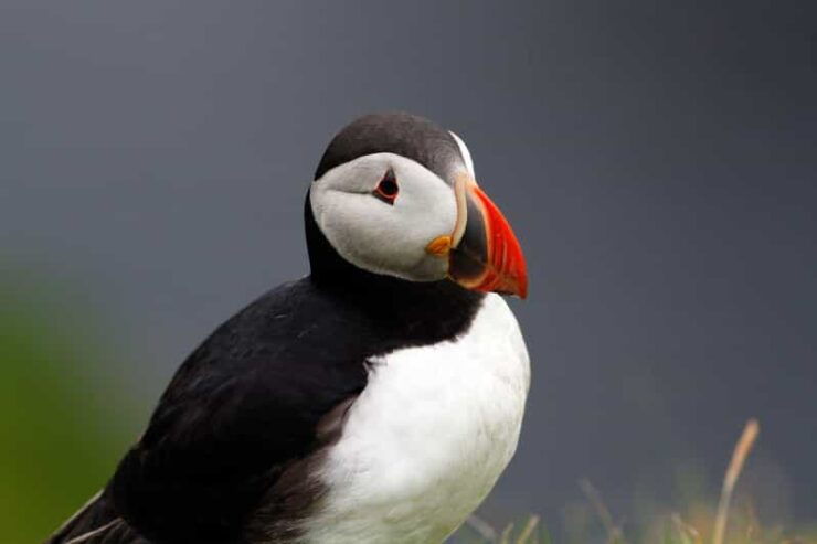 From Edinburgh: 4-Day Mull, Iona, Staffa & Puffin Isles Tour - Experiences and Activities