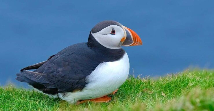 From Edinburgh: 6-Day Shetland & Nothernmost Explorer - Good To Know
