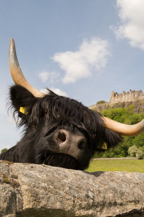 From Edinburgh: Loch Lomond, Stirling Castle & Kelpies Tour - Itinerary Highlights
