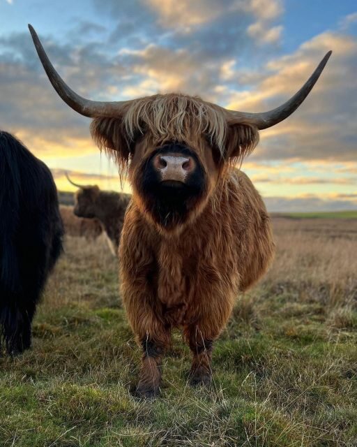 From Edinburgh: The Kelpies, Glencoe & Loch Lomond Day Tour - In-Depth Look at the Highlights