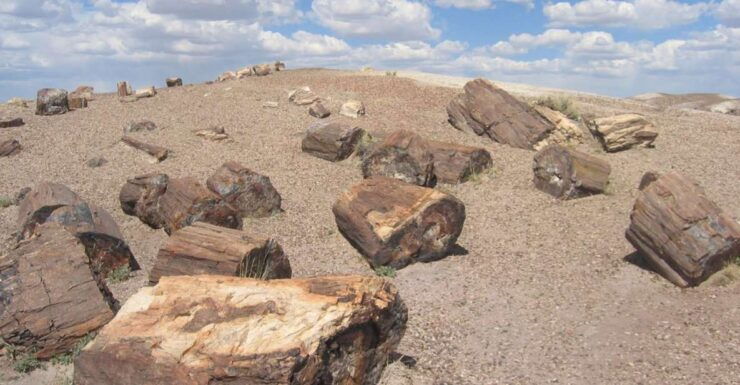 From El Calafate: La Leona Petrified Forest Day Trip - Activity Overview