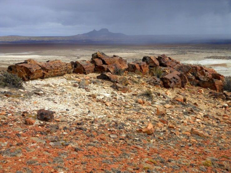 From El Calafate: La Leona Petrified Forest Tour - Tour Duration and Language Options