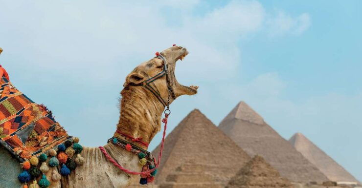 From El Sokhna Port : Day Tour to Pyramids and Lunch Cruise - Tour Experience
