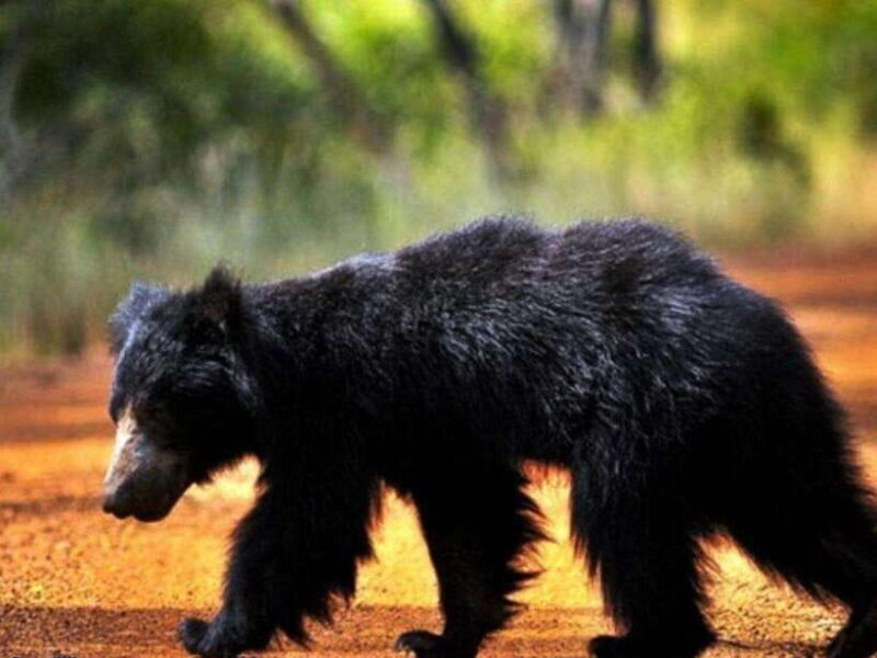 From Ella: 2-Day Yala Park Safari with Arugam Bay Drop-off - An In-Depth Look at the 2-Day Yala Safari Experience