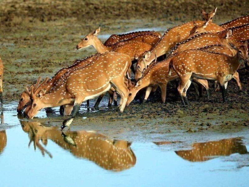 From Ella: 2-Day Yala Park Safari with Arugam Bay Drop-off - Who Should Book This Tour?