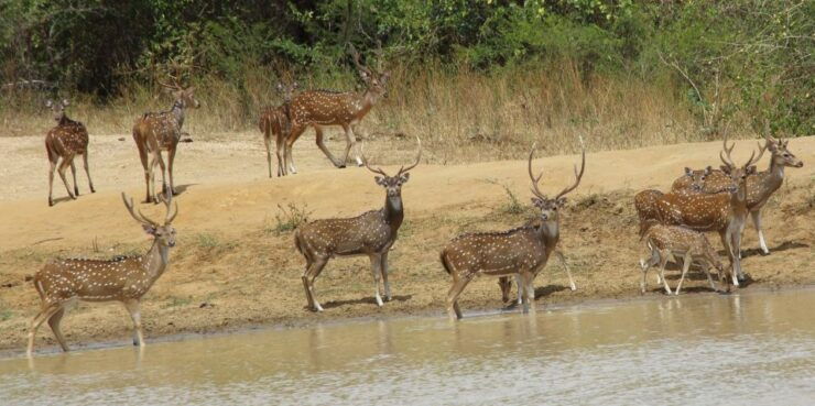 From Ella: All Inclusive Udawalawe National Park Safari Tour - Experience Highlights