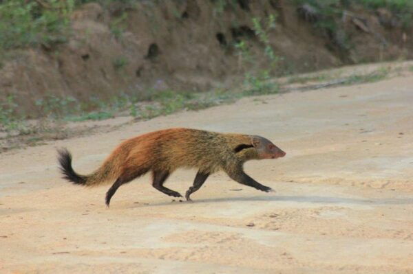 From: Ella/ Bandarawela/ Wellawaya - YALA Wildlife Safari - Contact Information
