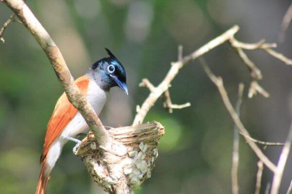From: Ella/ Bandarawela - YALA Safari - Drop Off: Hikkaduwa - Nearby Attractions