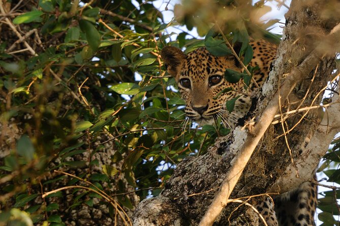 From Ella - Day Excursion to Yala National Park - Travel Tips and Recommendations
