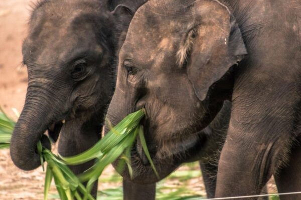 From ELLA: Drop off AHUNGALLA/BENTOTA & YALA Safari Tour - Additional Information