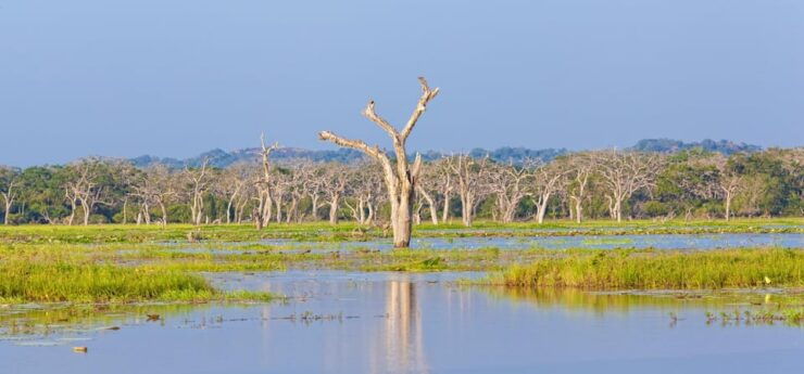 From ELLA: Drop off MIRISSA & YALA Safari Tour - Good To Know