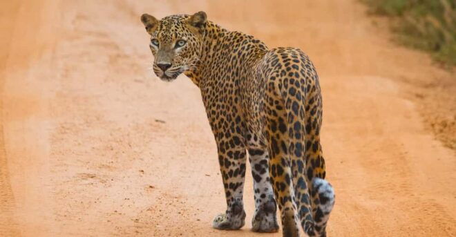 From ELLA: Drop off MIRISSA & YALA Safari Tour - Wildlife Encounters