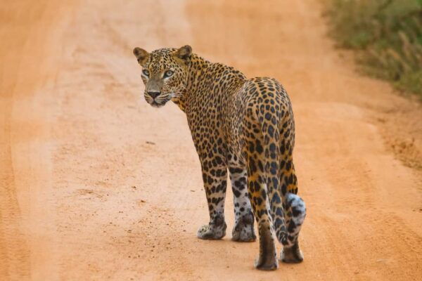 From ELLA: Drop off MIRISSA & YALA Safari Tour - Customer Feedback