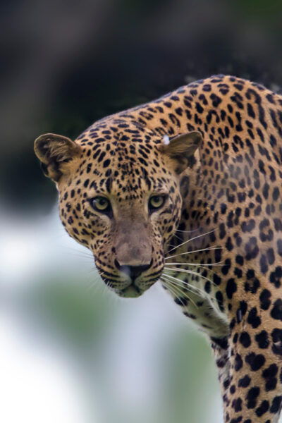 From ELLA: Drop off MIRISSA & YALA Safari Tour - Tips for Travelers