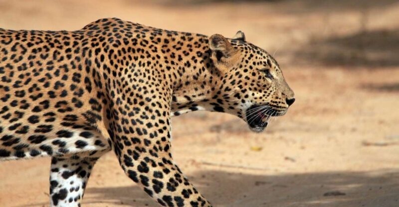 From Ella: Drop to Tangalle/Hiriketiya/Mirissa & Yala Safari - What to Keep in Mind