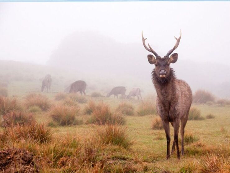 From Ella: Horton Plains Trekking & Tea Factory Visit - Highlights of the Experience