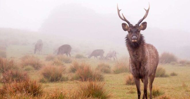 From Ella: Horton Plains Trekking & Tea Factory Visit - Full Description of the Tour
