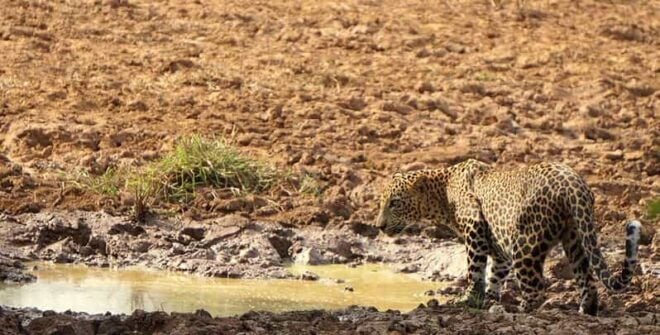 From Ella : Kumana National Park Safari Jeep Tour (5 H) - Itinerary and Transportation