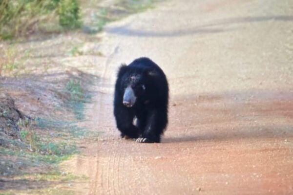 From Ella : Kumana National Park Safari Jeep Tour (5 H) - Conservation Efforts in Kumana