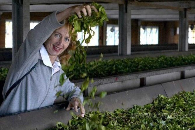 From Ella: Lipton Seat & Dambetenna Tea Factory Private Day Trip - Return Journey and Reflection