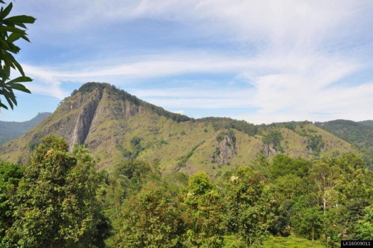 From Ella: Little Adam's Peak and Nine Arches Bridge Hiking - Experience Highlights