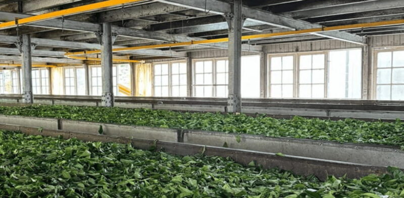 From Ella: Nuwara Eliya Tea Factory and Plantation Tour - Exploring Nuwara Eliya Town