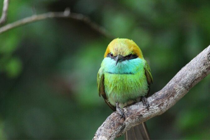 From Ella: Private Yala Safari & Transfer/Tangalle/Mirissa/Galla - How is the transportation?