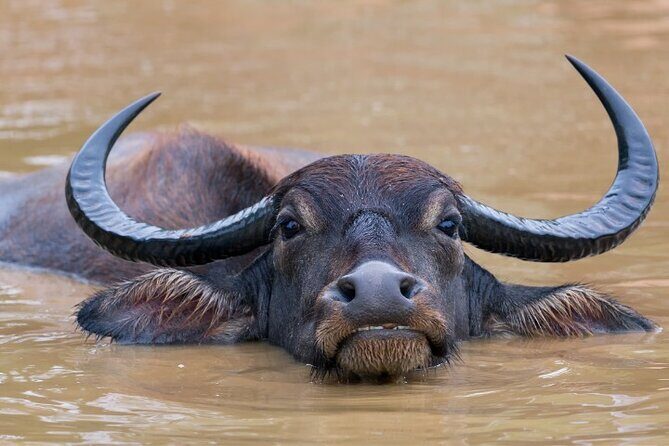 From Ella: Private Yala Safari & Transfer/Tangalle/Mirissa/Galla - Who is this tour perfect for?