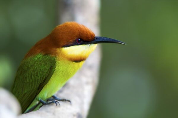 From Ella: Shuttle to Mirissa/Galle With Udawalawe Safari - Safari Tour Description
