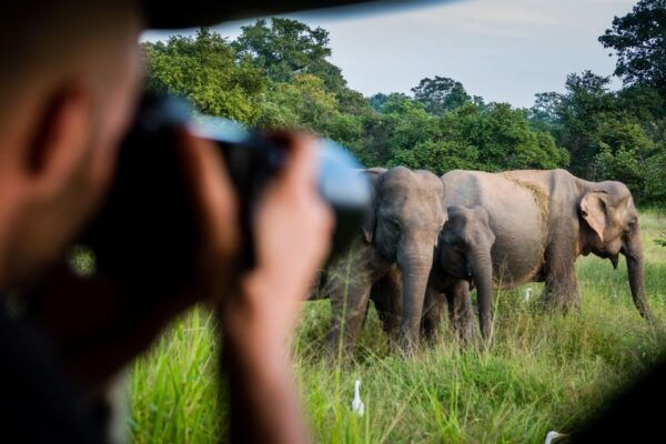 From Ella: Shuttle to Mirissa/Galle With Udawalawe Safari - Customer Reviews