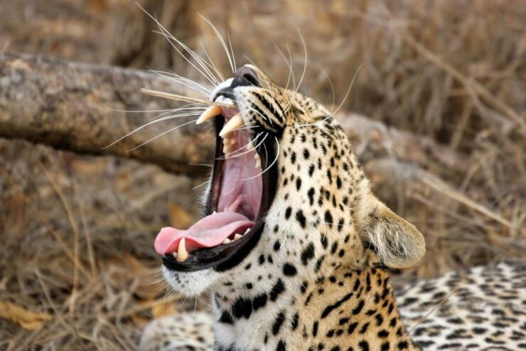 From Ella: Shuttle to Tangalle/Hiriketiya With Yala Safari - Experience