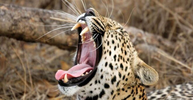 From Ella: Shuttle to Tangalle/Hiriketiya With Yala Safari - Activity Provider