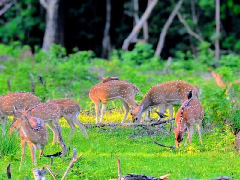 From Ella to Yala National Park Safari with Tree House Stay - From Ella to Yala National Park Safari with Tree House Stay