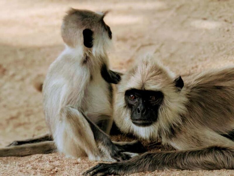 From Ella to Yala National Park Safari with Tree House Stay - Good To Know