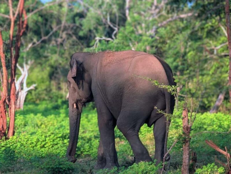 From Ella to Yala National Park Safari with Tree House Stay - From Ella to Yala: A Journey Through Contrasts